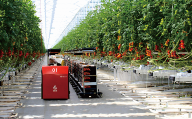 合肥市包河區(qū)首個(gè)數(shù)字化種植工廠即將上線 實(shí)現(xiàn)流水線、立體式種植